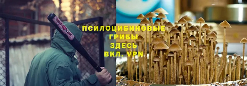 Галлюциногенные грибы MAGIC MUSHROOMS  дарнет шоп  Курганинск 